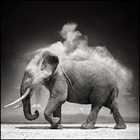 Kuva: Nick Brandt.